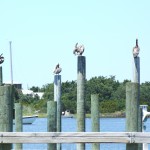 Birds on Posts