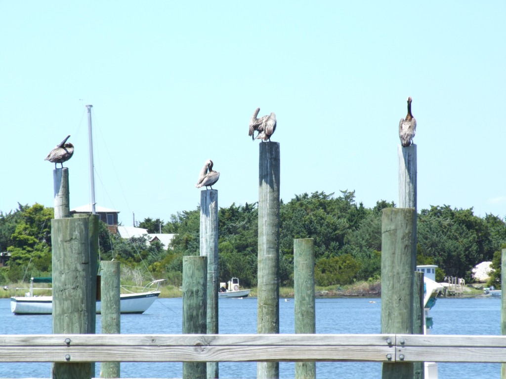 Birds on Posts