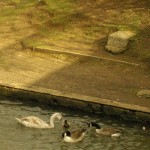 Torpids 2012 15