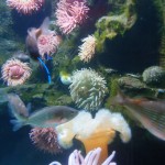 Baltimore Aquarium 8