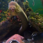 Baltimore Aquarium 19