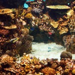 Baltimore Aquarium 31