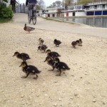 Ducklings on the Isis