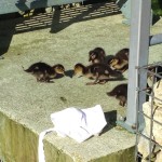 Ducklings on the Isis