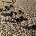 Ducklings on the Isis