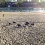Ducklings on the Isis