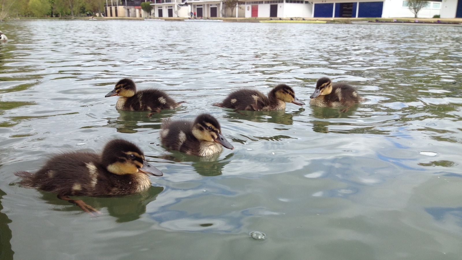 Ducklings on the Isis