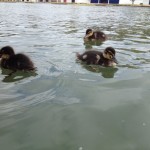 Ducklings on the Isis