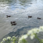 Ducklings on the Isis