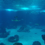 Lisbon Oceanario