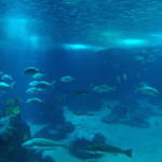 Lisbon Oceanario