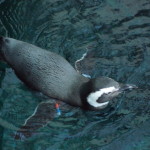 Lisbon Oceanario