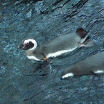 Lisbon Oceanario