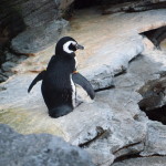 Lisbon Oceanario