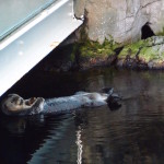 Lisbon Oceanario