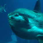 Lisbon Oceanario