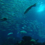 Lisbon Oceanario