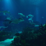 Lisbon Oceanario