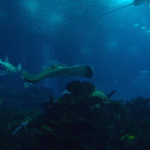 Lisbon Oceanario