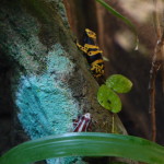 Lisbon Oceanario