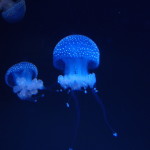 Lisbon Oceanario