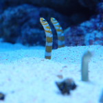 Lisbon Oceanario