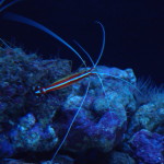 Lisbon Oceanario