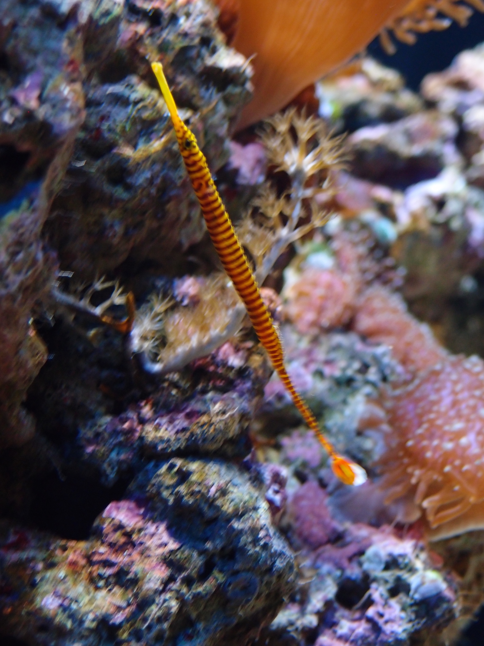 Lisbon Oceanario