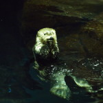 Lisbon Oceanario