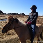 Iceland Horses