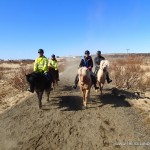 Iceland Horses