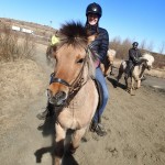 Iceland Horses