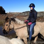 Iceland Horses