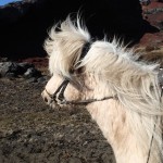 Iceland Horses