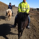 Iceland Horses