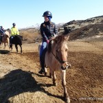 Iceland Horses