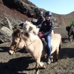 Iceland Horses