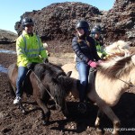 Iceland Horses