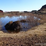 Iceland Horses