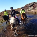 Iceland Horses