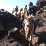 Iceland Horses