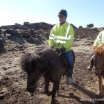 Iceland Horses