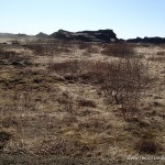 Iceland Horses