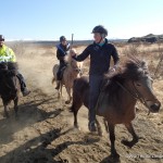 Iceland Horses