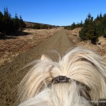 Iceland Horses