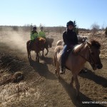 Iceland Horses