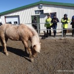 Iceland Horses