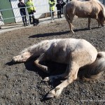 Iceland Horses