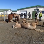 Iceland Horses