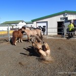 Iceland Horses